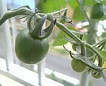 ベランダ菜園・トマト成長2