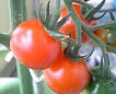 ベランダ菜園・トマト収穫